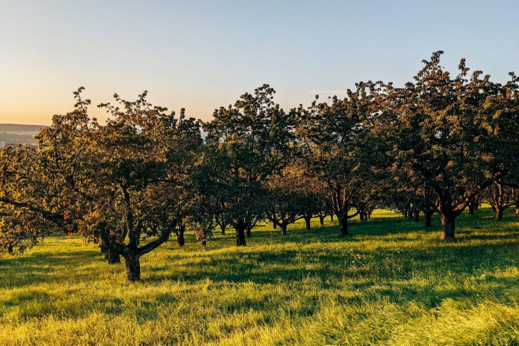 Oeffinger Obstbaumretter: Beispiellose Aktion zur Rettung der Streuobstwiesen